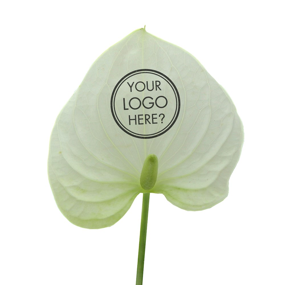 Message Printz® - Anthurium plant, In giftbox